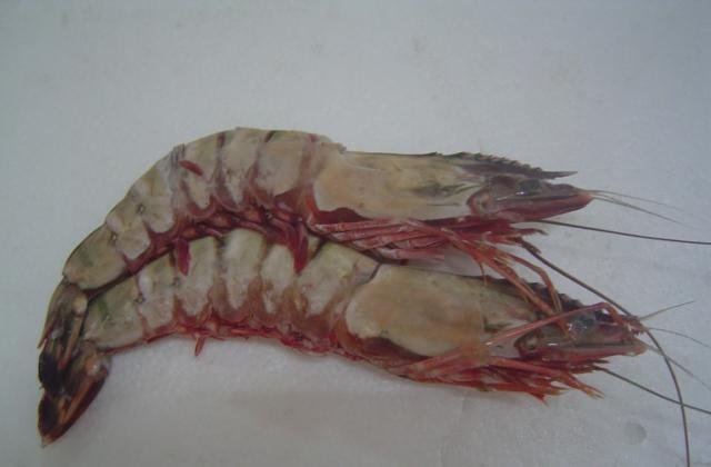 Frozen Giant Sea Tiger Prawn