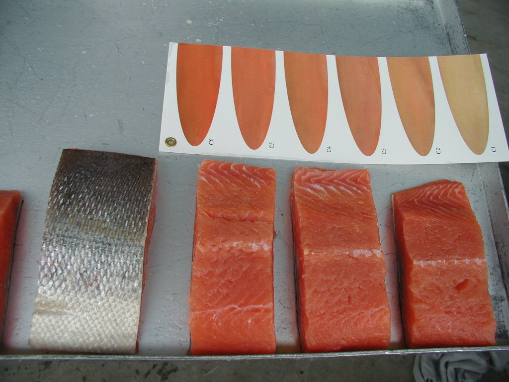 salmon fillet