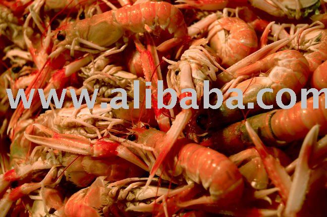 Fresh Prawns