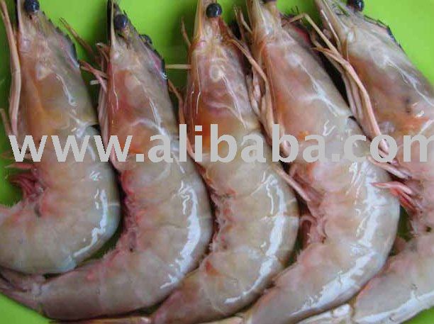 fresh prawn
