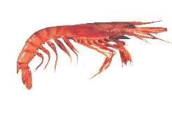 Lobster-- Red   Ring 