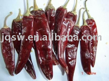 Professionally Sell Grade A jinta chilli