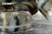 shrimp