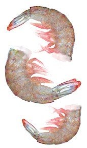  Raw   Shrimp 