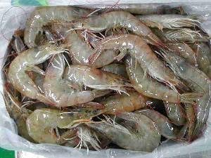 Dried and  fresh   shrimp s and also  shrimp  shells