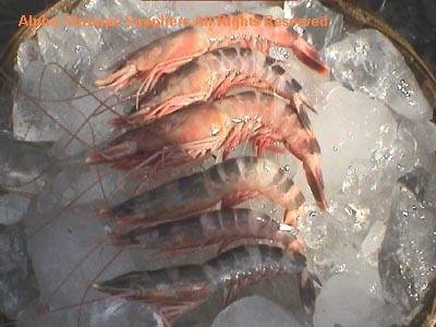 shrimps shells Frozen and Dry