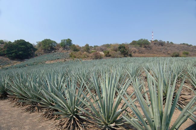  AGAVE   TEQUILA 