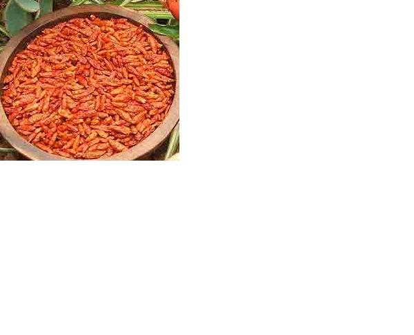 red  pepper
