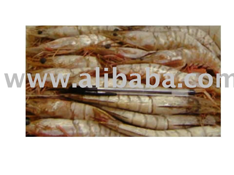 FROZEN STRIP RED SHRIMP (GAMBAS)