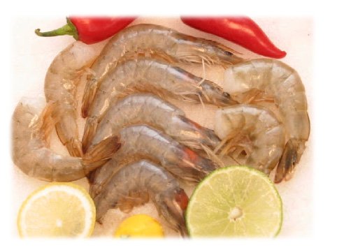 White Shrimp