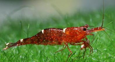 Caridina Sp Freshwater Shrimp,Indonesia price supplier - 21food