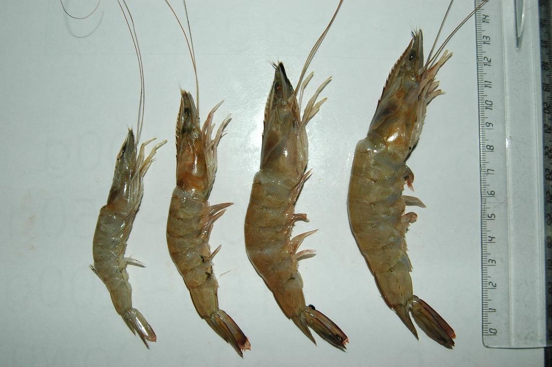 Shrimp (CPD)