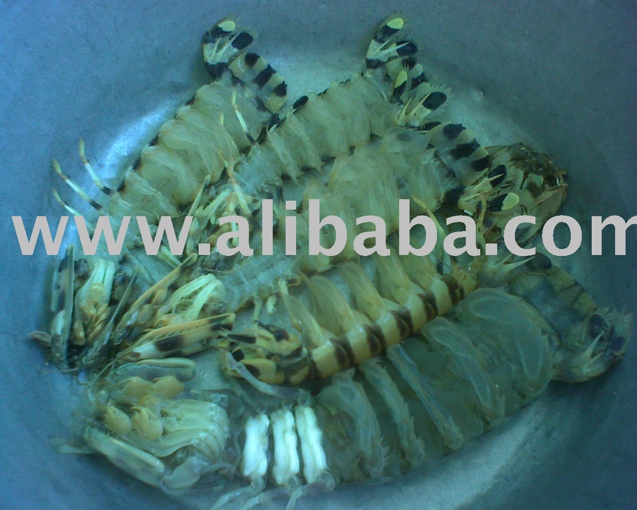 Zebra Mantis Shrimp Products Indonesia Zebra Mantis Shrimp Supplier