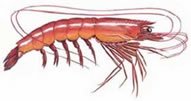 Argentine Red Shrimp