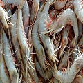 Shrimp