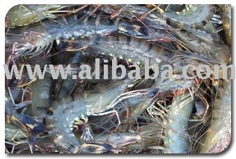 Tiger Prawn,Malaysia price supplier - 21food