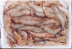 PINK SHRIMP