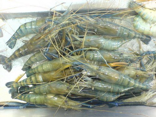 Fresh Water Prawn