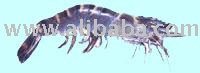 BLACK TIGER PRAWN