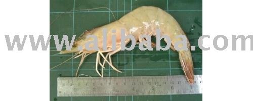 Sea  Prawn   shrimp s