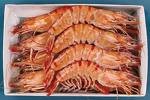shrimps and shrimp shells