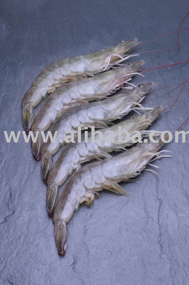  Frozen  Vannamei Shrimp