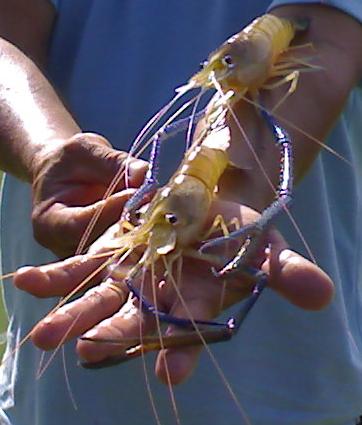 Fresh water Prawn Baby Fry