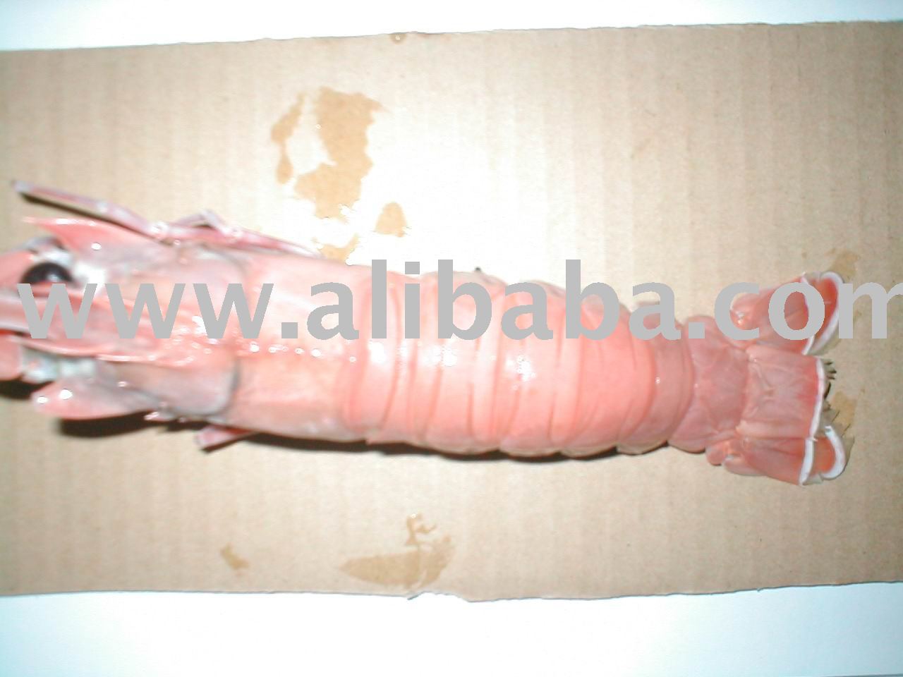 Scampi