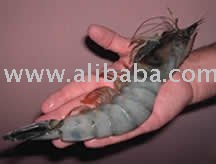 Export  Frozen   Shrimp  from Peru