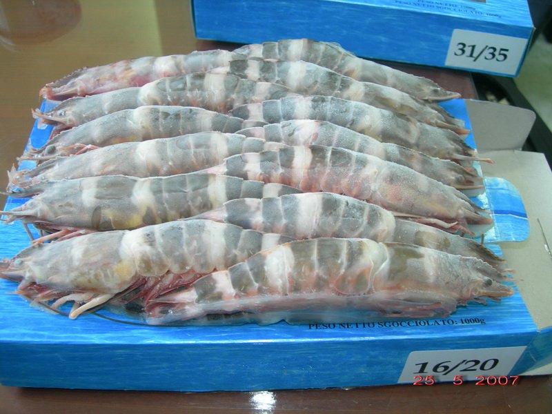 CAT TIGER  SHRIMP  HOSO SIZE 16-20