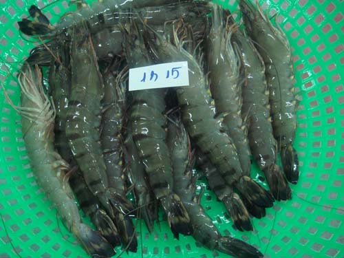 BLACK TIGER SHRIMP