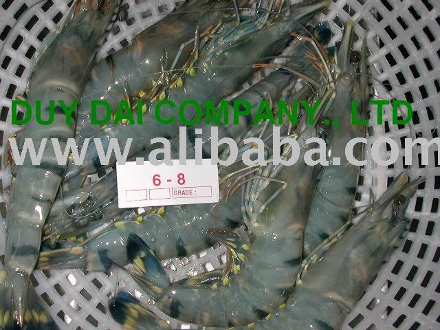 Black Tiger Shrimp
