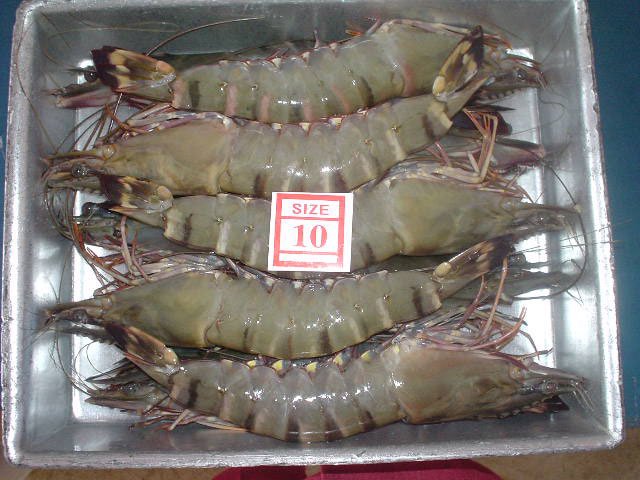 BLACK TIGER SHRIMPS