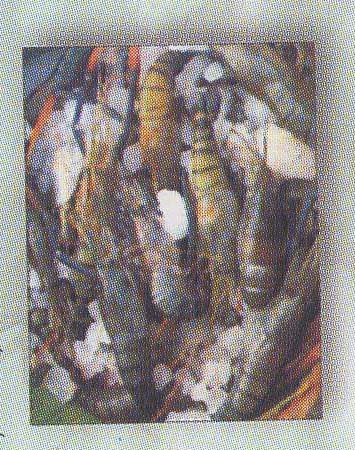 Head-on Shell-on, Fresh water Prawns