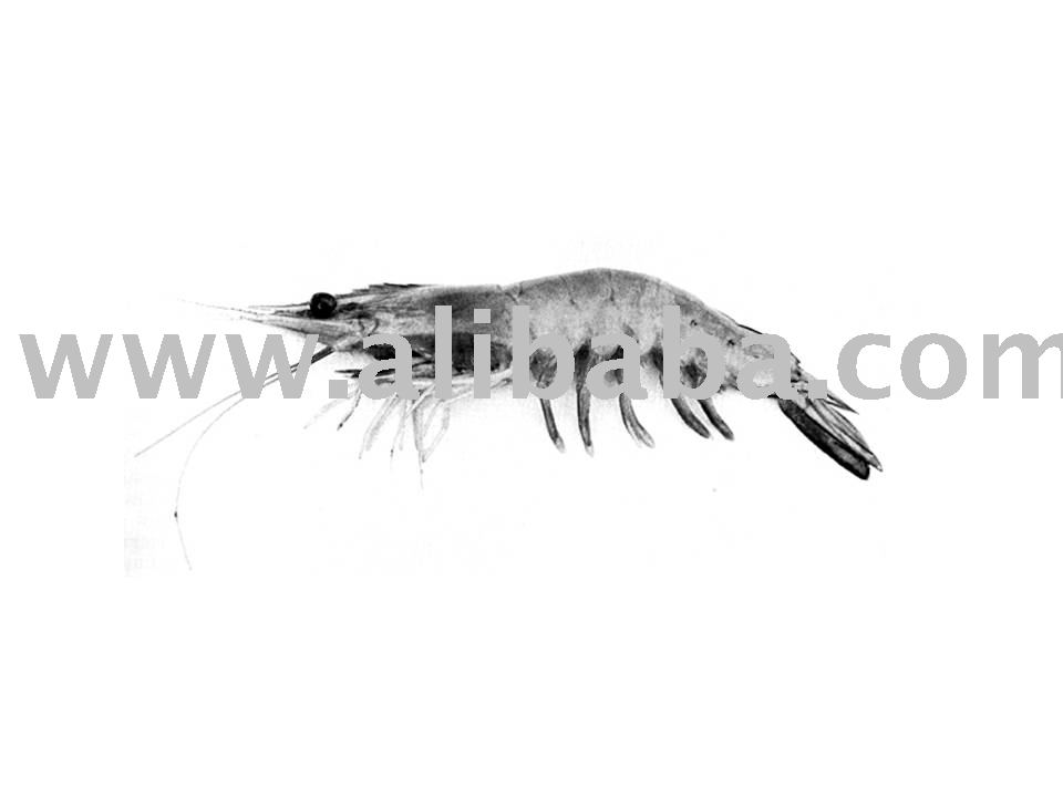 FROZEN DELTA PRAWN
