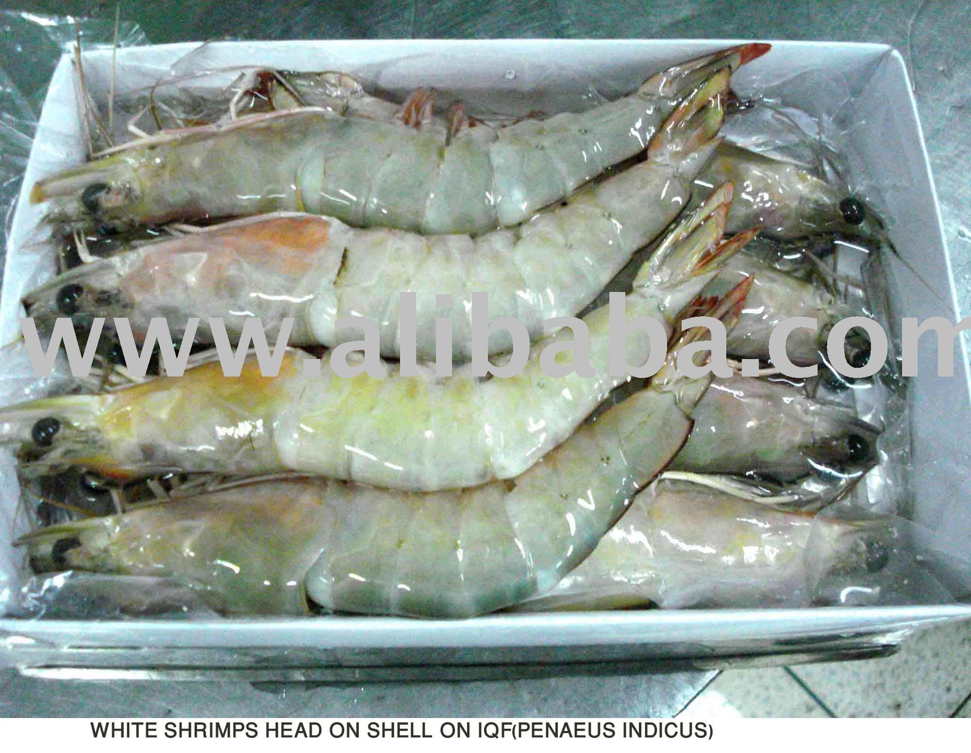 SEA CATCH WHITE  SHRIMP S  HEAD  ON  SHELL  ON IQF