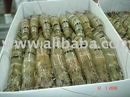 Black Tiger Shrimp
