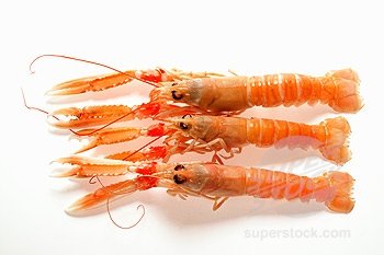 Scampi and Scampi Tails