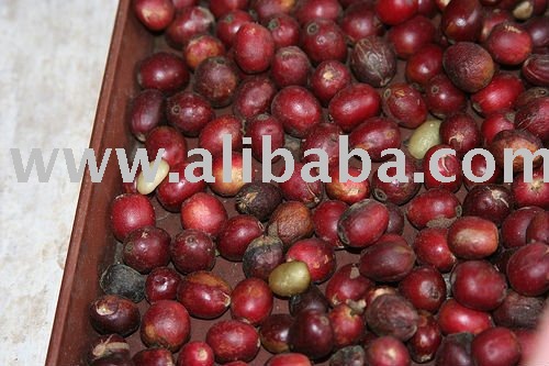  Fresh   Roast ed Coffee Benas