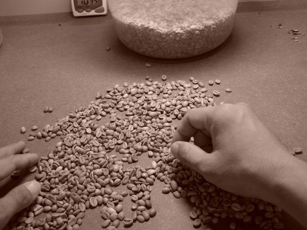 ROBUSTA COFFEE