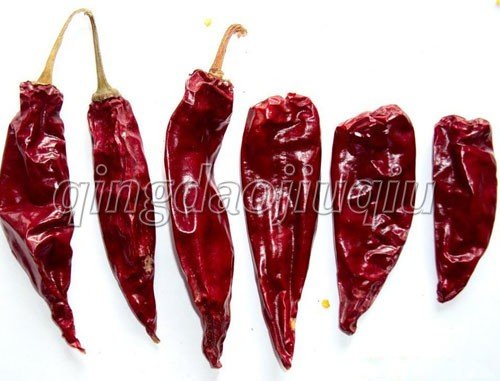 Chili Pepper/Jinta Chilis