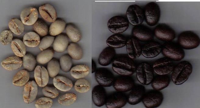  VIETNAM   ROBUSTA   COFFEE   BEANS 