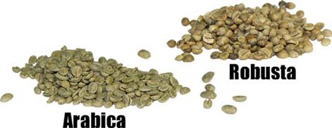 ROBUSTA COFFEE