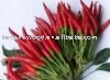  2010  Chinese Fresh  Chilli 
