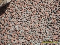  Cocoa   Bean s Seed