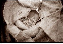 organic coffees Beans-New Guinea Papua