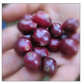 Coffee BEAN           ORGANIC COSTA RICA CERRO DEL FUEGO 16 OZ.
