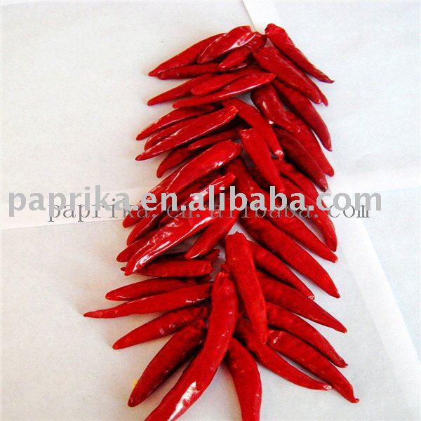 CHILLI  HOT