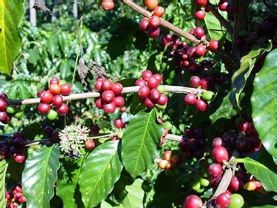 COFFEE BEANS AT COMPETITIVE  PRICE  RATE