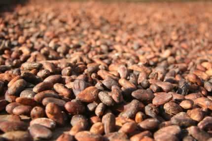 arabical coffee and cocoa